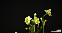 传承千年的花语 水仙花的寓意与象征——纯洁与希望