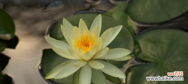 探寻睡莲的生命力与文化内涵 《睡莲的意义和美丽》