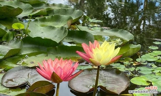 探索睡莲科植物的奇妙世界 睡莲科代表植物的种类与特点