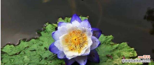 探索睡莲科植物的奇妙世界 睡莲科代表植物的种类与特点