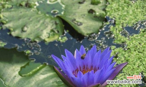 深入探索睡莲的美丽与哲学 睡莲的象征意义及文化传承