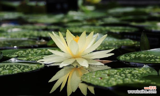 深入探索睡莲的美丽与哲学 睡莲的象征意义及文化传承