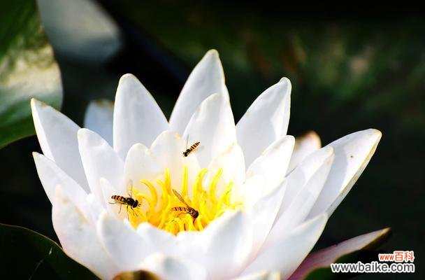 探寻花中观音的寓意与传说 睡莲观音
