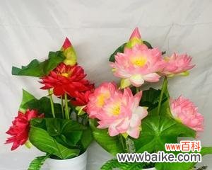 探寻花中观音的寓意与传说 睡莲观音