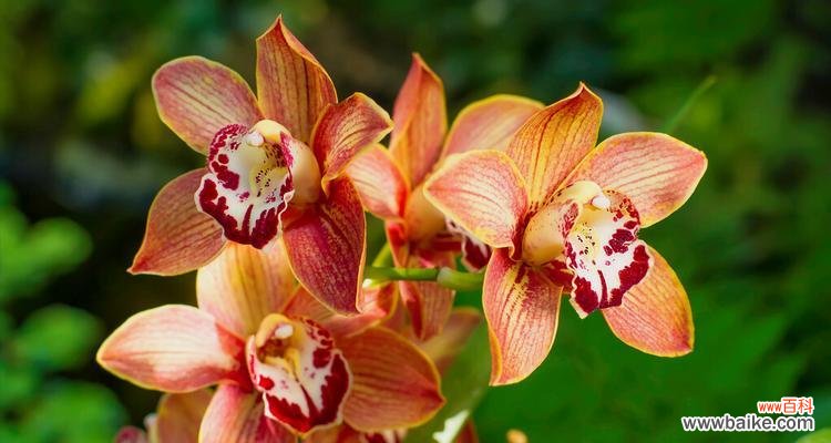 以慈悲之心，传递生命之美 慈悲的生日祝福——山樱草花语