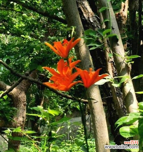 以慈悲之心，传递生命之美 慈悲的生日祝福——山樱草花语