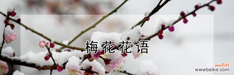探寻梅花所传达的情感和意义 梅花花语的深刻含义