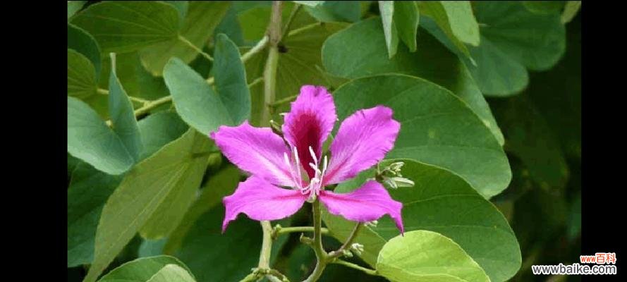 表达深情之选，红花羊蹄甲 红花羊蹄甲的花语