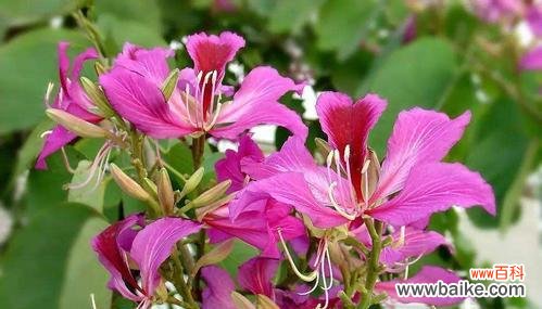 表达深情之选，红花羊蹄甲 红花羊蹄甲的花语