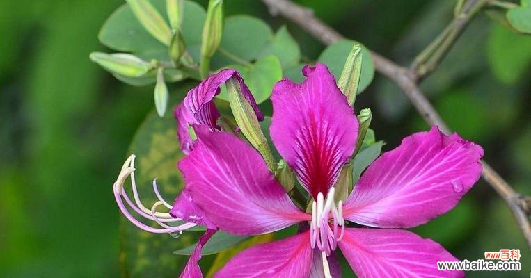 表达深情之选，红花羊蹄甲 红花羊蹄甲的花语