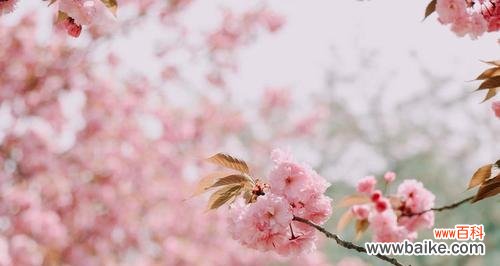 探寻粉色樱花的花语及文化内涵 樱花粉，柔美绽放