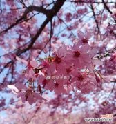探寻粉色樱花的花语及文化内涵 樱花粉，柔美绽放