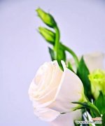 探寻洋桔梗花的意义和象征，了解它在不同文化中的特殊地位 洋桔梗的花语及文化内涵