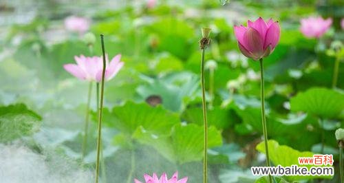 探寻莲花的象征意义 莲花花语的意义