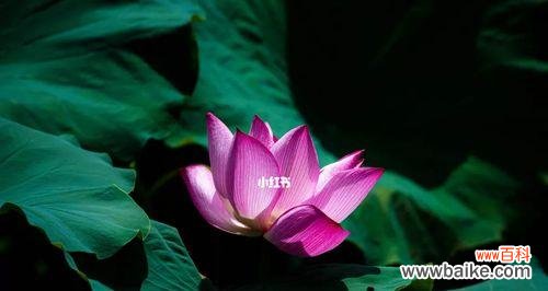 探寻莲花的象征意义 莲花花语的意义