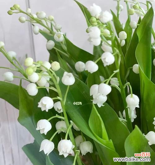 告白心意,祈愿幸福 铃兰花语-传递的美丽与祝福