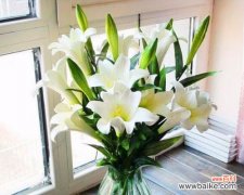 百合花语的寓意与象征，让你更懂得用花语表达情感 百合花语大全-传递爱与美的花言巧语