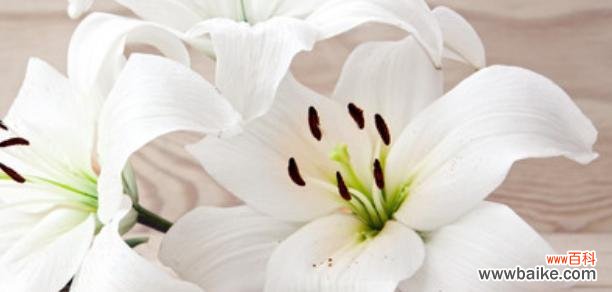 百合花语的寓意与象征，让你更懂得用花语表达情感 百合花语大全-传递爱与美的花言巧语