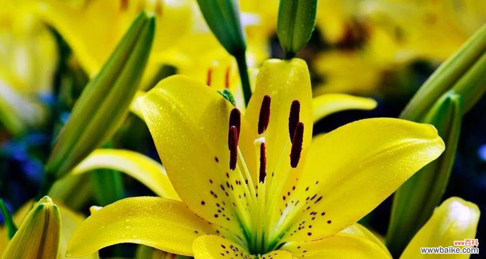 百合花语的寓意与象征，让你更懂得用花语表达情感 百合花语大全-传递爱与美的花言巧语