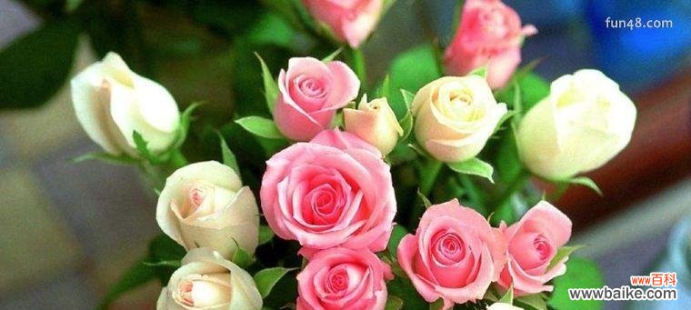玫瑰花,爱情的象征 16朵玫瑰花的深刻寓意