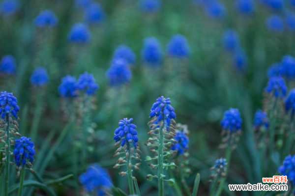 葡萄风信子黄叶的原因和处理办法
