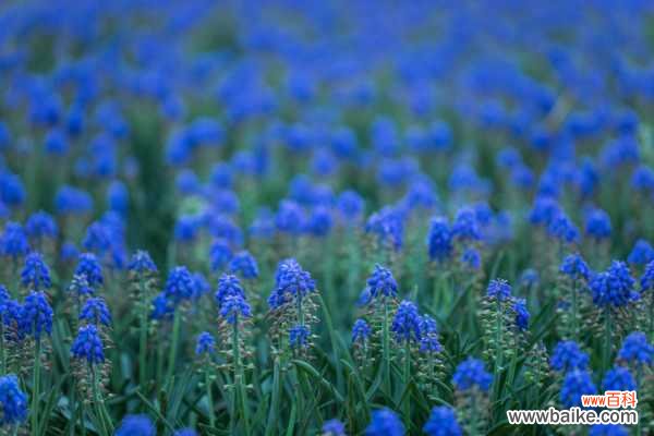 葡萄风信子黄叶的原因和处理办法
