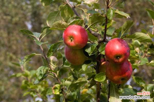 苹果黄叶的原因和处理办法