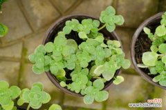 碰碰香黄叶的原因和处理办法