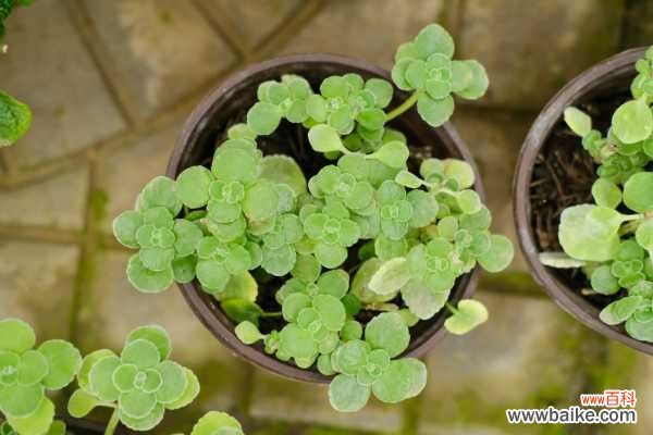 碰碰香黄叶的原因和处理办法