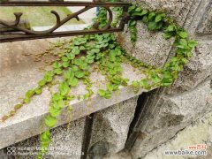 爬山虎黄叶的原因和处理办法