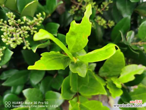 女贞黄叶的原因和处理办法