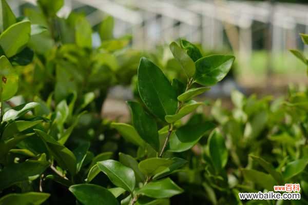 女贞黄叶的原因和处理办法