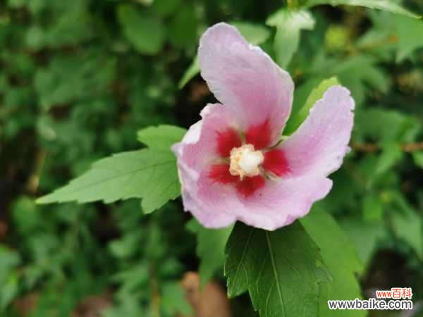 木槿黄叶的原因和处理办法