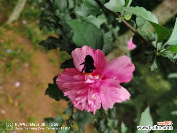 木槿黄叶的原因和处理办法