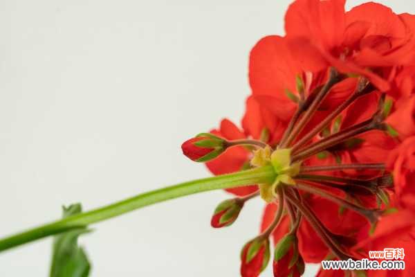 天竺葵烂根怎么处理