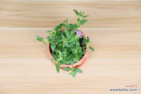 美女樱黄叶的原因和处理办法