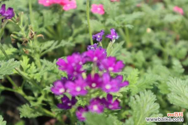 美女樱黄叶的原因和处理办法