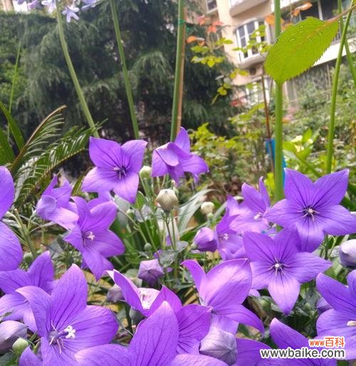 纯洁与坚韧的象征——白色桔梗花的美丽寓意 白色桔梗花的深层寓意