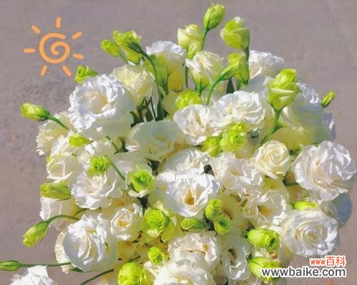 纯洁与坚韧的象征——白色桔梗花的美丽寓意 白色桔梗花的深层寓意