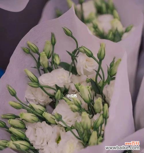 揭开白色桔梗花的象征之谜 白色桔梗花的寓意意义