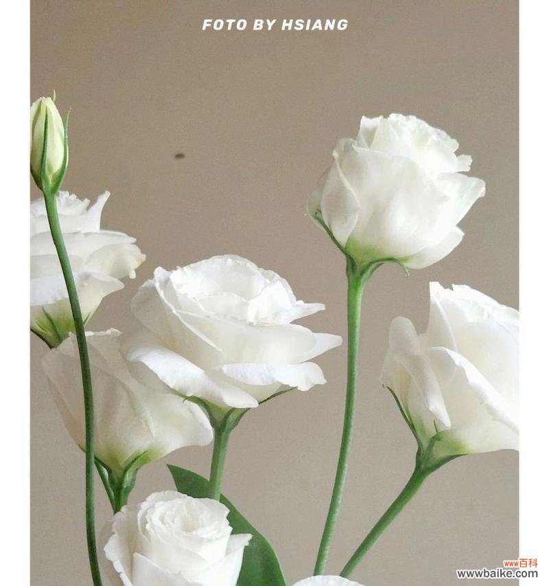 揭开白色桔梗花的象征之谜 白色桔梗花的寓意意义