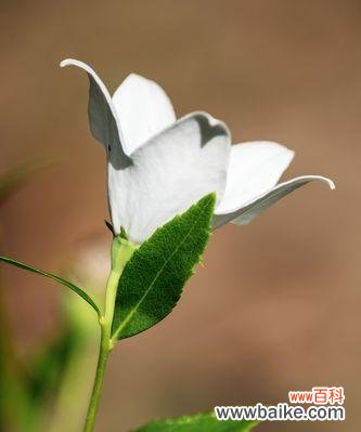 揭开白色桔梗花的象征之谜 白色桔梗花的寓意意义