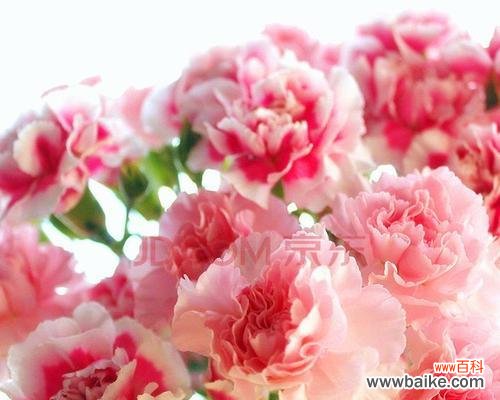 探索白色康乃馨的象征意义与传承之美 白色康乃馨