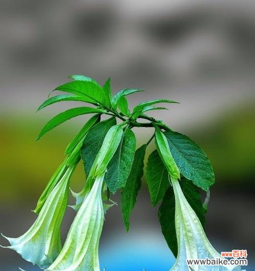 白色曼陀罗花传递的纯洁与神秘 曼陀罗花的美丽与寓意