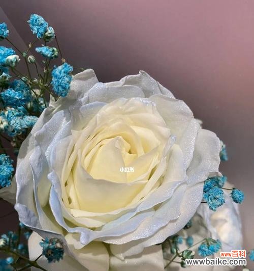 白色玫瑰花 白色玫瑰花的寓意与象征