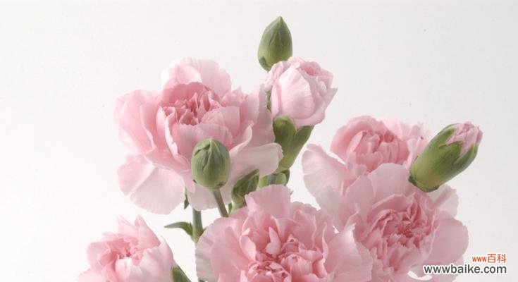 探索纯洁与祝福的象征 白色康乃馨的花语与寓意