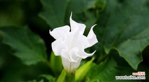 唤醒心灵的花海涤净灵魂的清泉 白色曼陀罗的花语