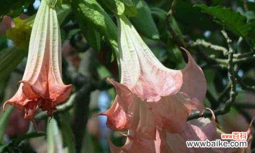 唤醒心灵的花海涤净灵魂的清泉 白色曼陀罗的花语