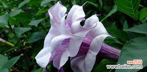 唤醒心灵的花海涤净灵魂的清泉 白色曼陀罗的花语