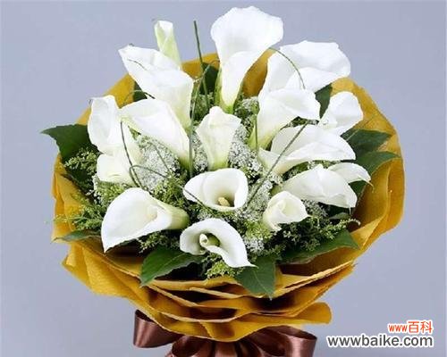 花开如雪 白色马蹄莲，清新花语